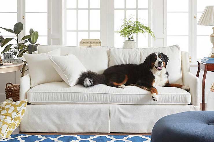 Family Friendly Fabrics Furniture Dog